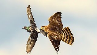 Ястриб Тетиревятник АТАКУЕТ Голубя!!! // Goshawk attacks pigeons!!!