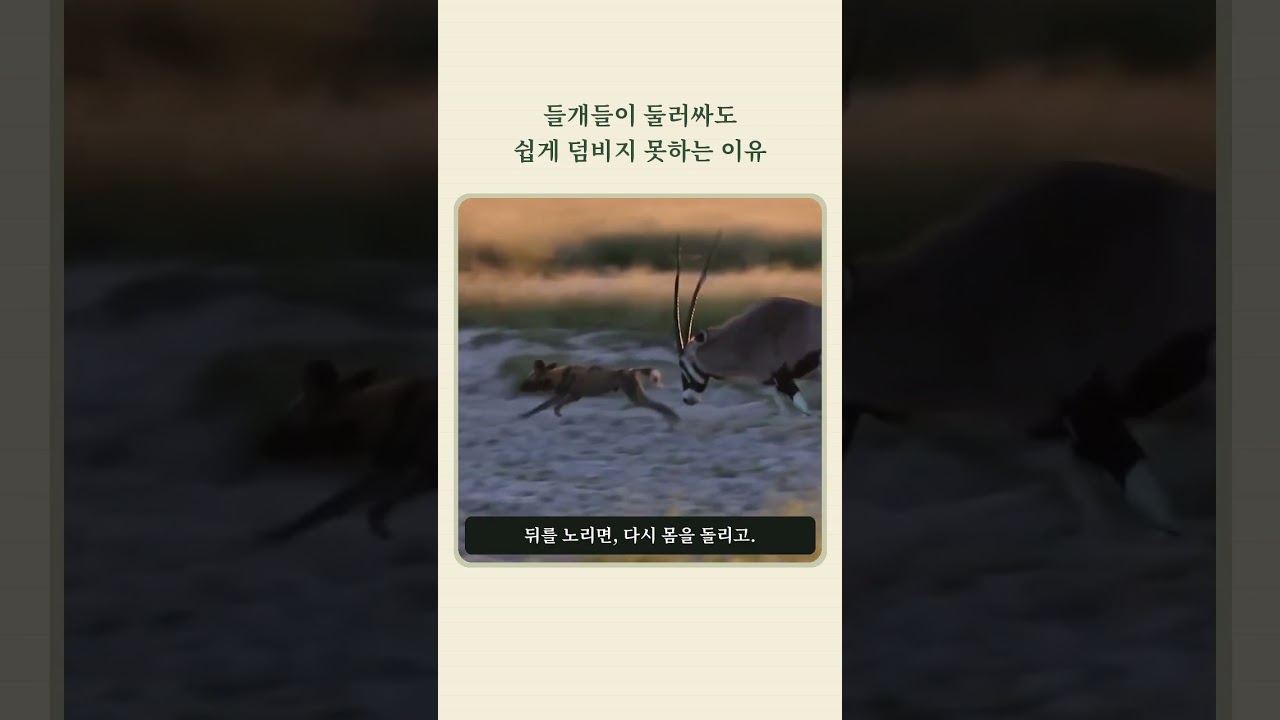 들개들이 둘러싸도 쉽게 덤비지 못하는 이유