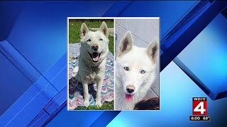 Detroit woman believes animal rescue gave her lost dog to someone else