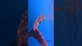 Whale Sharks Are Back!🦈Oman's Most Magical Ocean Encounter #muscat #muscatseaadventure #omantourism
