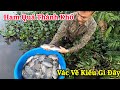 Kích Cá Lóc Khổng Lồ Ẩn Mình Dưới Ao Bèo Săn Mồi