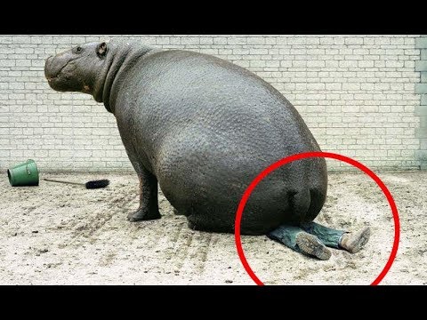 ТОП 10 нелепых смертей человека. Спорим ты не знал?