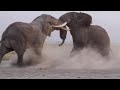 Intense bull elephant fight caught on camera