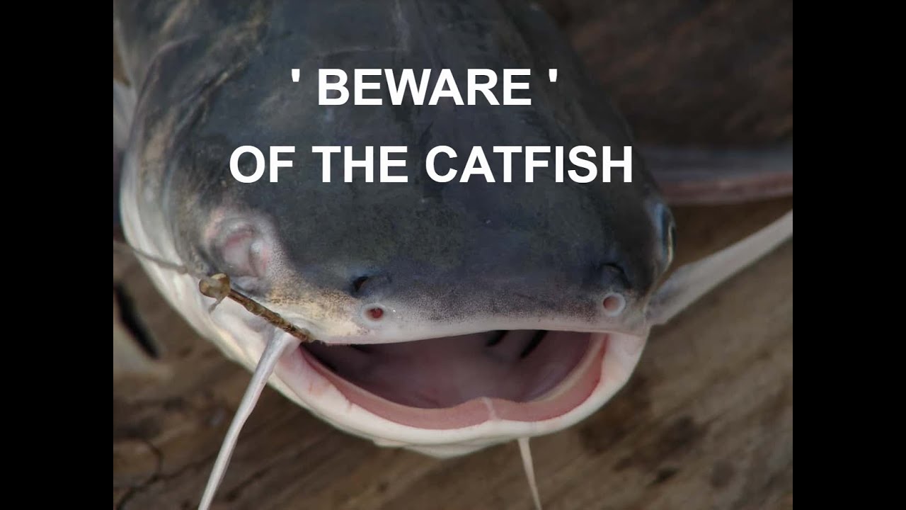 These Catfish Are On Another Level 😩 YouTube