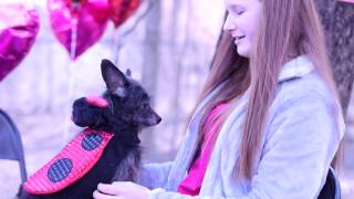 Find your SPCA Valentine! by CharlottesvilleSPCA 439 views 9 years ago 1 minute, 12 seconds