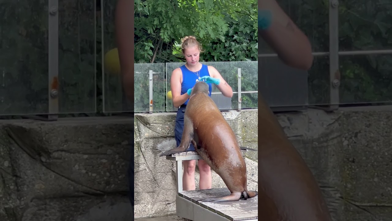 seal Artis zoo 