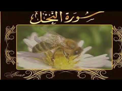فضل قراءة سورة النحل