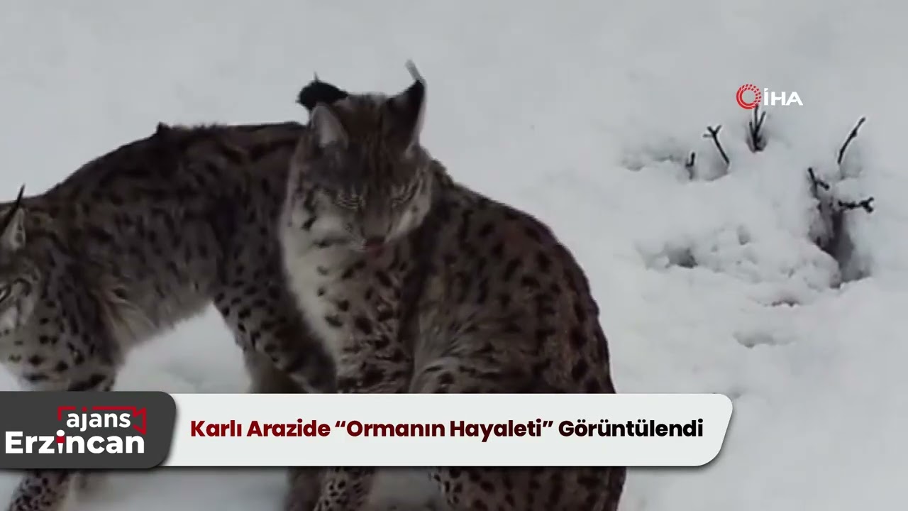 Karlı Arazide “Ormanın Hayaleti” Görüntülendi