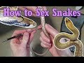 How to Sex (Probe) Snakes
