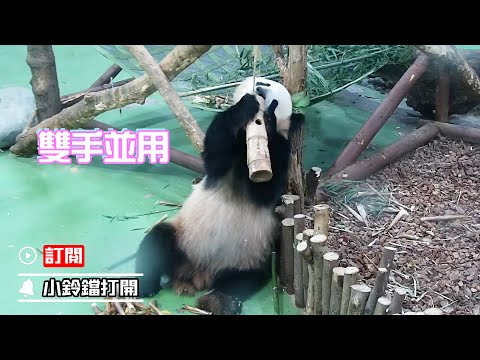 《熊貓早晚安》一手一個塞滿幸福 | iPanda熊貓頻道