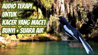 Terapi kacer macet bunyi suara air - plus kicauan kacer isian mewah
