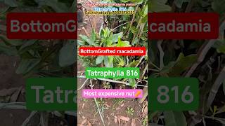 Bottom Grafted Macadamia Plants 🌰 | High Profit Nut Farming