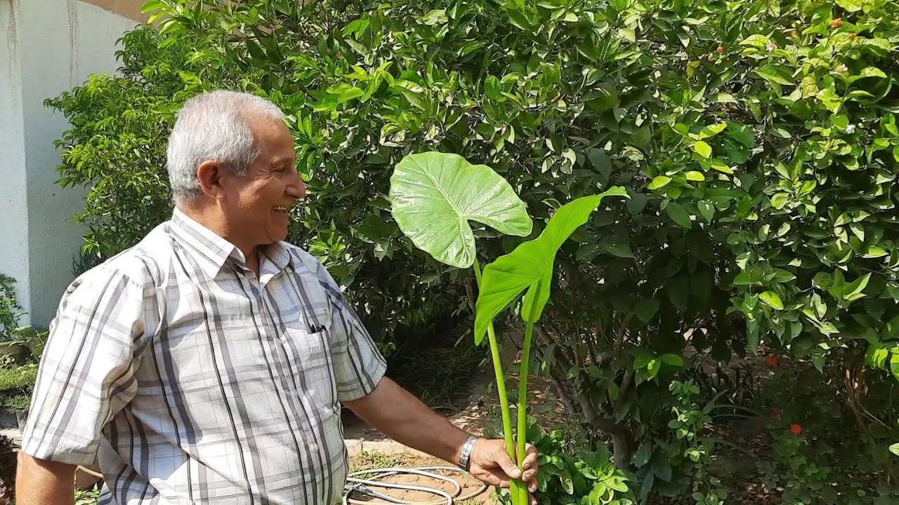 طريقة اكثار نبات اذن الفيل وطريقة زراعته في الحديقة الخارجية