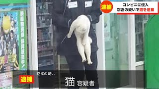 猫が逮捕されてツボるアナウンサー