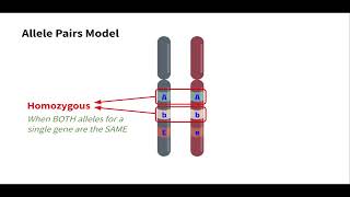 Unit 4.2 - Level 1 | Genetics Vocabulary