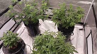 hydroponic update
