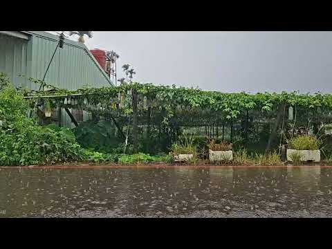 Rainy day come's again ? August 2026