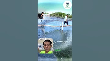 3 Bước đơn giản xử lý tảo xanh, tảo lam, tảo mắt, tảo lục trong ao hiệu quả