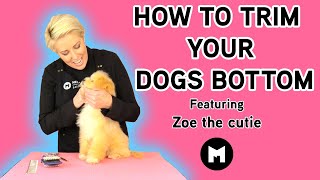 How to trim your dogs bottom