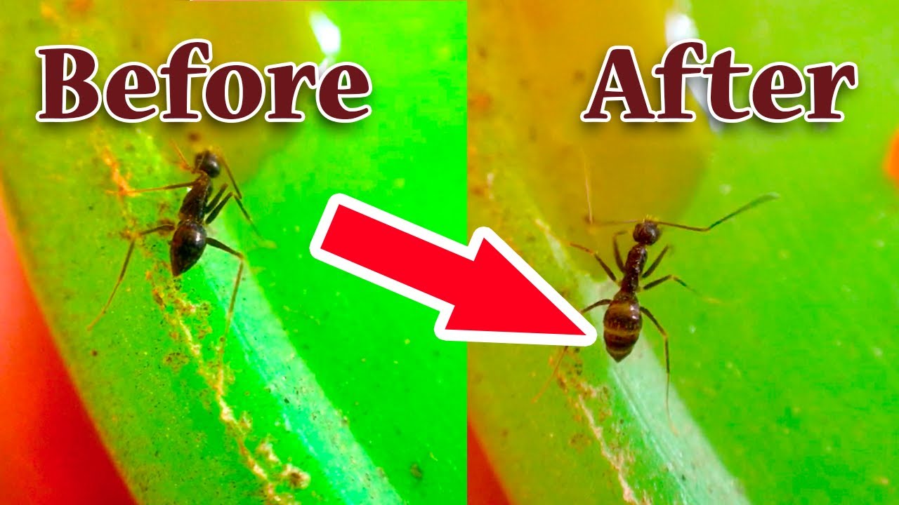 How black ants change abdomen color | AntsCambodia Ep 34 - YouTube