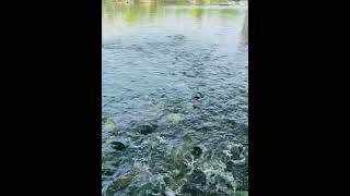 Big fish in the fish pond