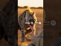 Tortoise snap the hyena tongue #tortoise #hyena #sahara #wildlife