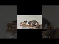 ぎんくんとなこさんの日常【保護猫】