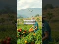 Sustainable Foraging Practices in the Wilderness