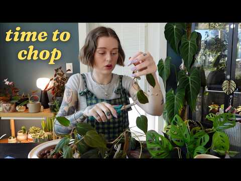 let's start our spring propagations 🌱✂️🌞 thumbnail