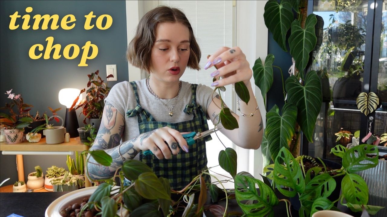 let's start our spring propagations 🌱✂️🌞