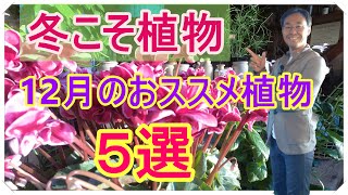 [ガーデニング] 12月のおススメ植物５選「キャリア29年のプロガーデナーが12月に植える植物たち」