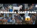 Best hyderabadi goats marhaba goats farm  hyderabadi top quality collection salman bhai yakutpura