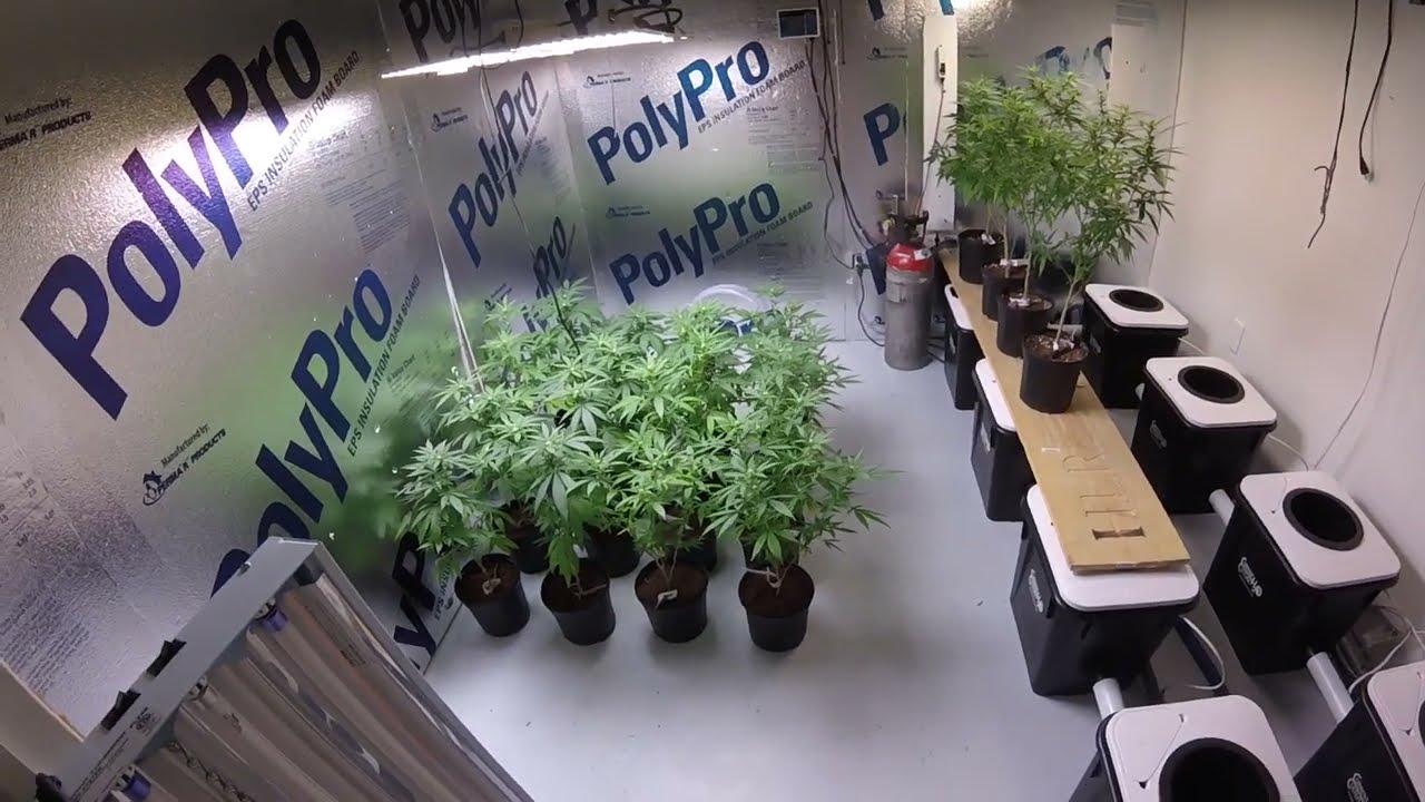 Outdoor Cannabis Grow. Hot Humid Stormy July Update