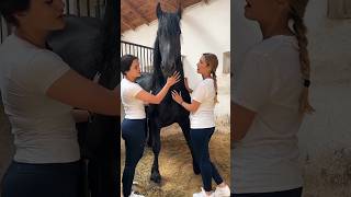 #friesian #frizian #horse #friesianstallion #equestrianjourney #equestrian #horsegirl