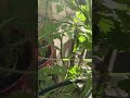 Cyd kinda lets her tomatoes do whatever they want, but they seem happy! #containergardening #lofi