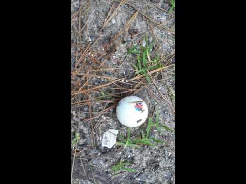 Snake regurgitates golf balls that it thought were eggs