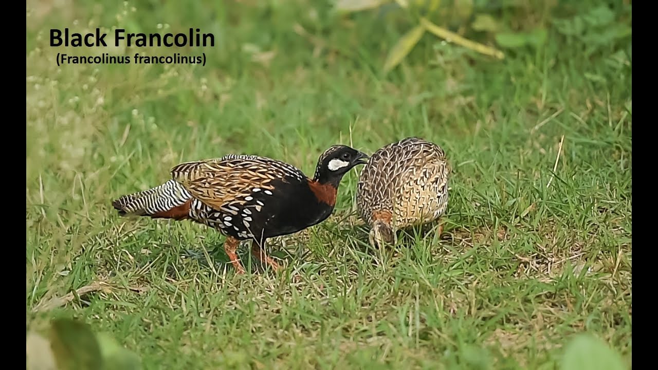 State Bird of Haryana - Black Francolin - Male & Female, feeding behavior &  call - YouTube