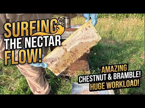 Surfing the Nectar Flow... and Failing the Beekeeping Workload! 🌊🐝