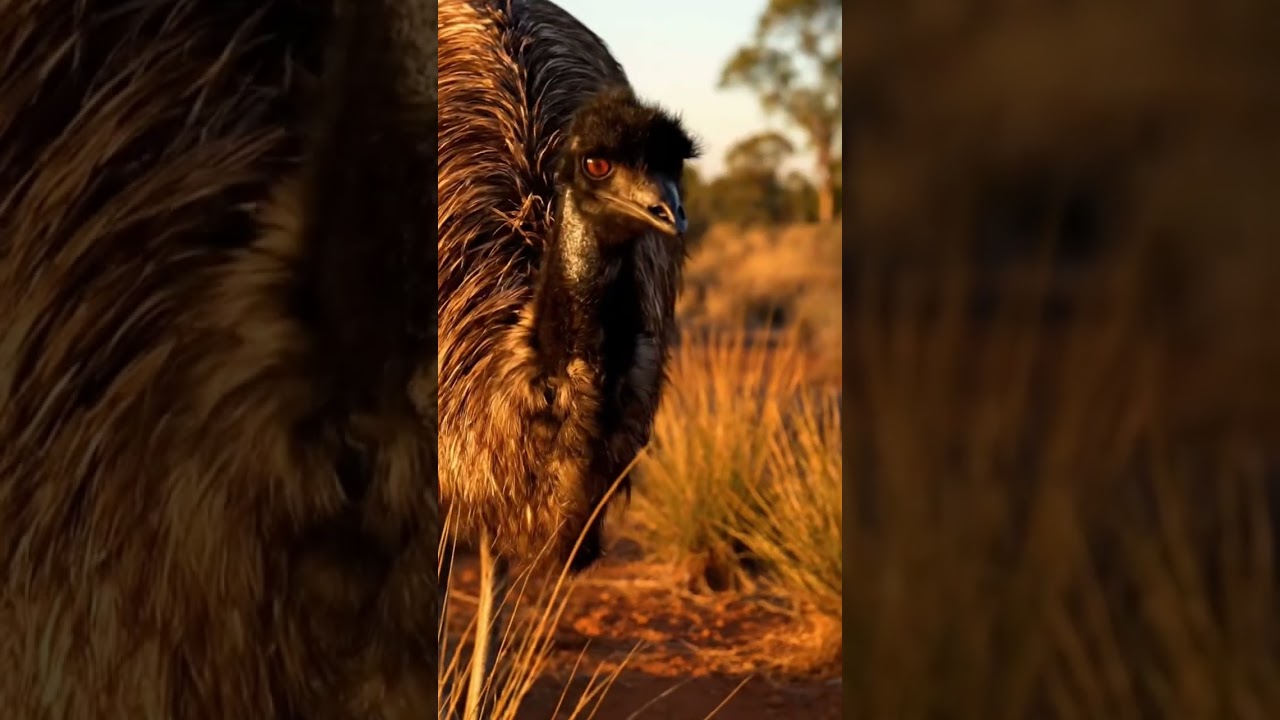 Emu (Dromaius novaehollandiae) - Australia 