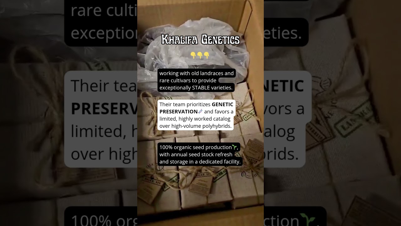 Landrace breeder at Jonny Seeds': Khalifa Genetics!🌱