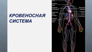 Окружающий мир.  Организм человека.  3 класс.