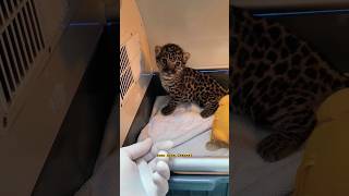 Baby Jaguar #Viral #Shortvideo #Hewan #Jaguar #Jaguars