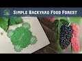 Easy Food Forest for Small Yards: Start with Just 5 Plants