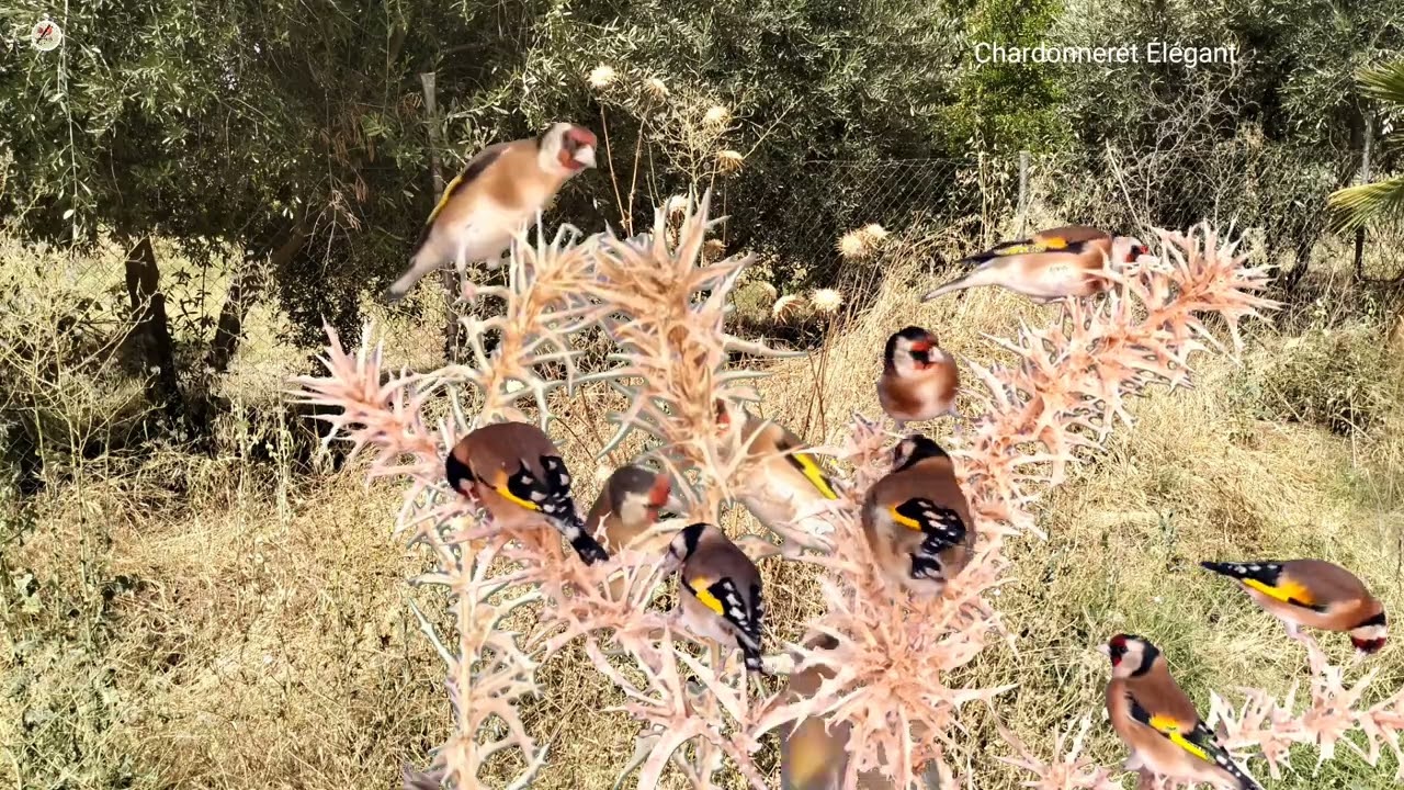 بتبتة حسون الشوك بتبتة جماعية فعالة  في تحفيز الحسون على التغريد goldfinch stimulation
