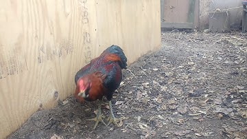 young qaib hwj txwv. Saba x Gonio