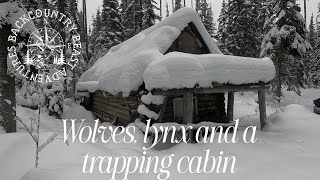 Wolves, lynx and a trapping cabin