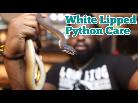 White Lipped Python Care | Care Video