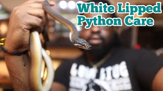 White Lipped Python Care Care Video