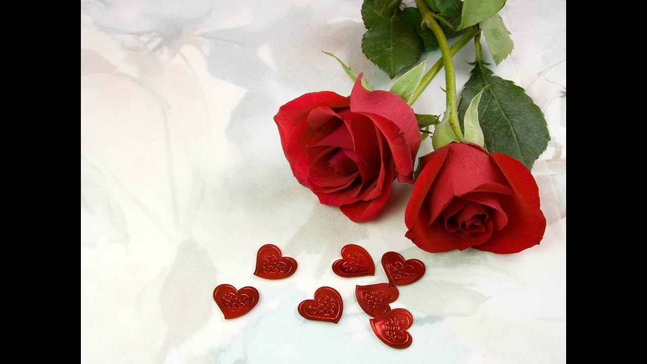 Rose Plant cutting Update/Care