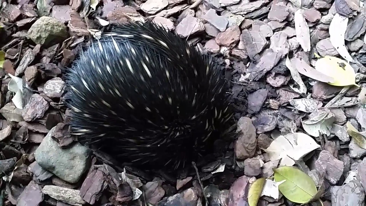  Echidna  with huge tongue  digging for food and hoovering it 